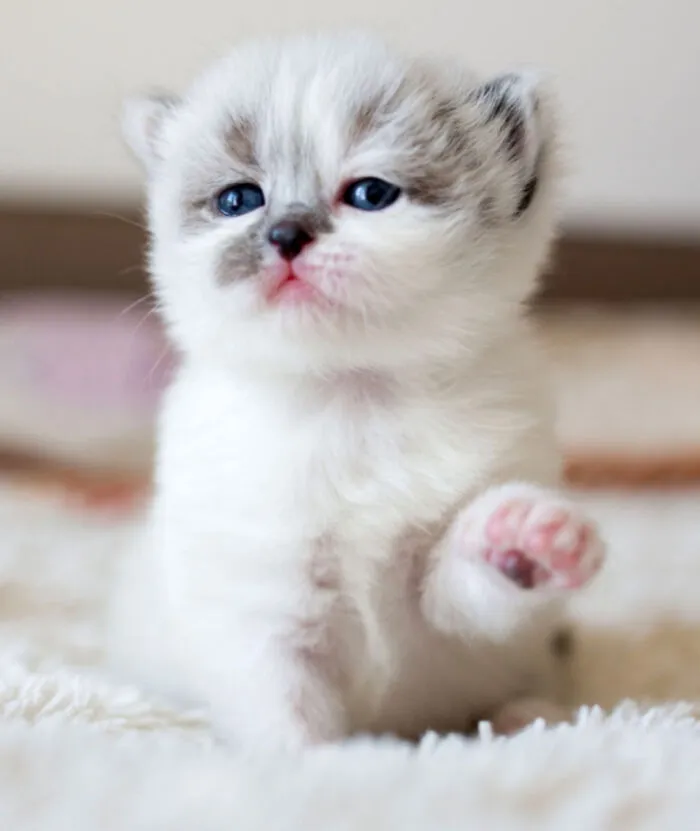 This Is Scarlett.