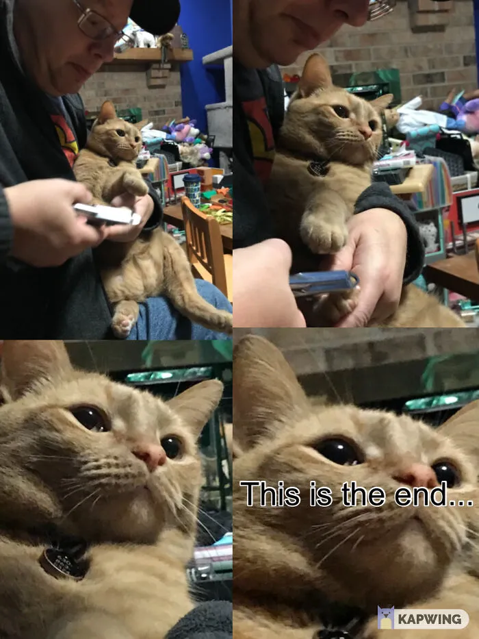 My Other Cats’s Claws Being Clipped