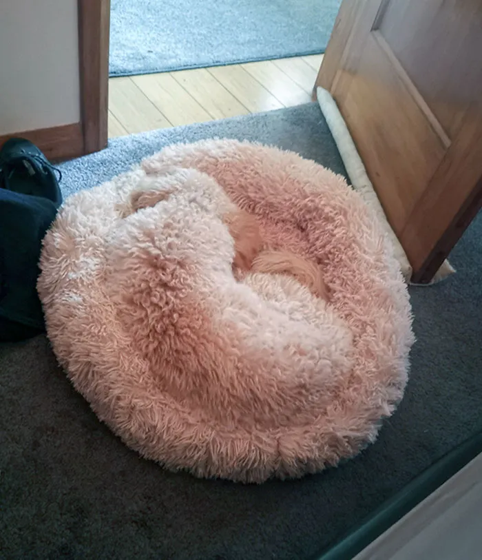Cama nueva para el perro