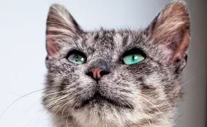 We Rescued Min-Min, Who Turned Out To Be The Most Lovely Little Girl You Could Imagine