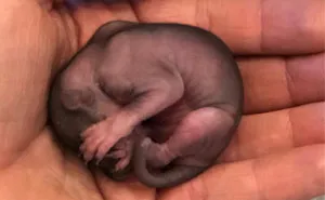 Woman Finds A Baby Squirrel On The Sidewalk And Gives Him A Second Chance At Life; Two Years Later, He Still Visits Her Garden