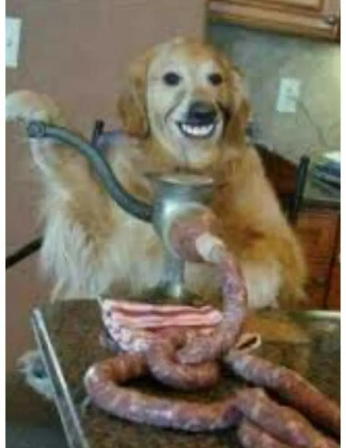 A Dog Doing His Job. Wholesome Stuff.