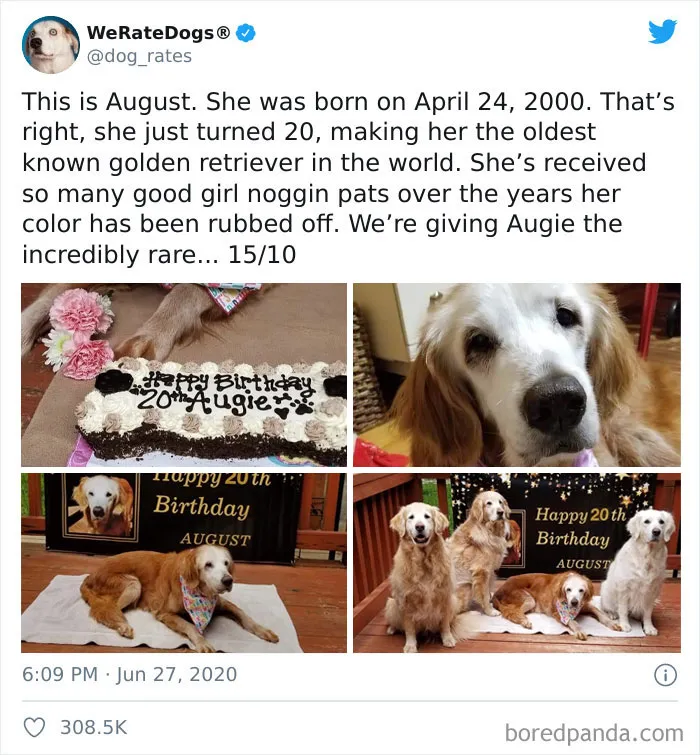 50 Times People Asked To Rate Their Dogs And Got Hilariously Wholesome Results