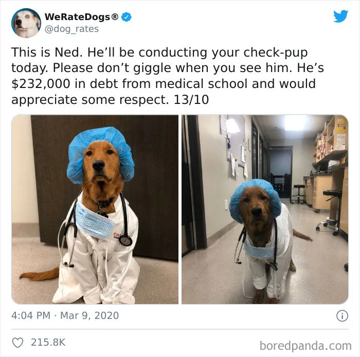 50 Times People Asked To Rate Their Dogs And Got Hilariously Wholesome Results