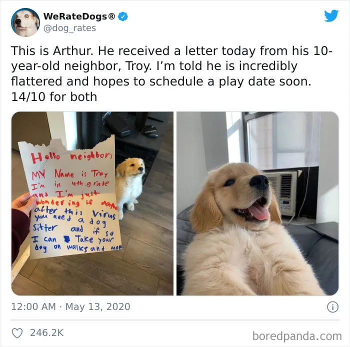 50 Times People Asked To Rate Their Dogs And Got Hilariously Wholesome Results