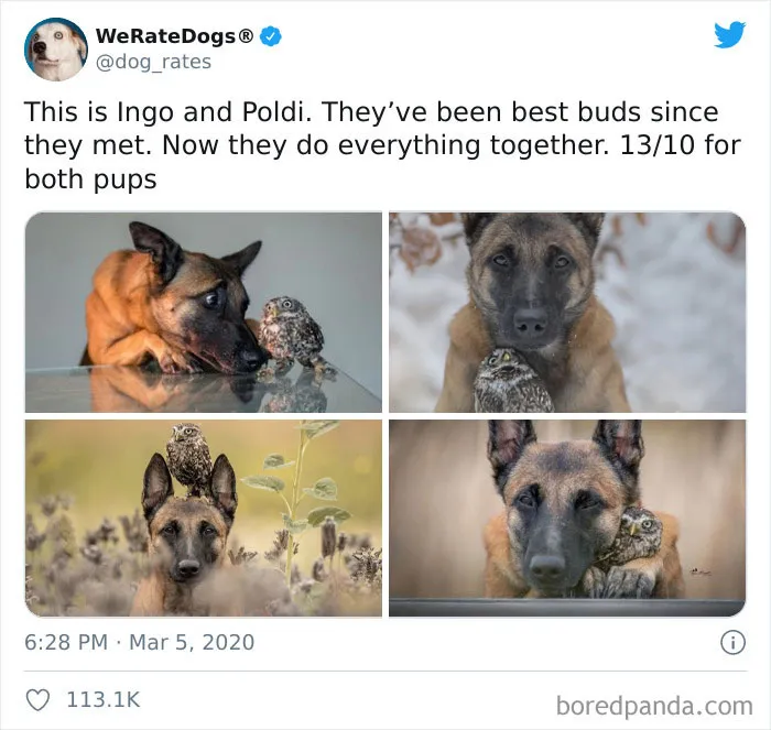 50 Times People Asked To Rate Their Dogs And Got Hilariously Wholesome Results