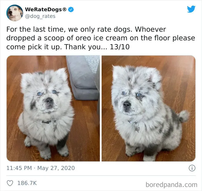 50 Times People Asked To Rate Their Dogs And Got Hilariously Wholesome Results
