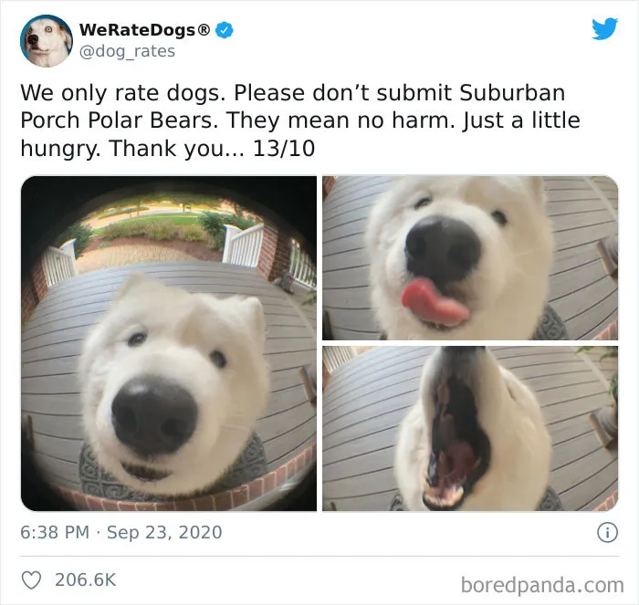50 Times People Asked To Rate Their Dogs And Got Hilariously Wholesome Results
