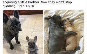 50 Times People Asked To Rate Their Dogs And Got Hilariously Wholesome Results