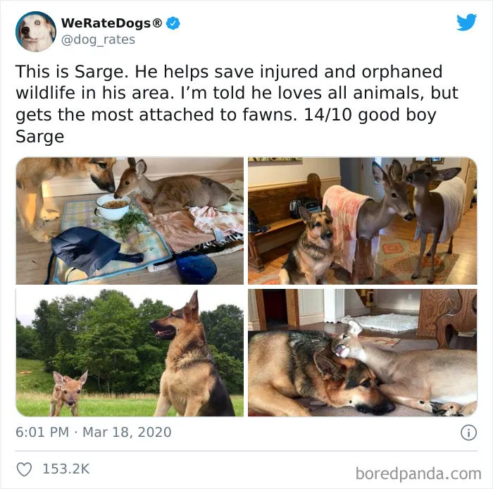 50 Times People Asked To Rate Their Dogs And Got Hilariously Wholesome Results