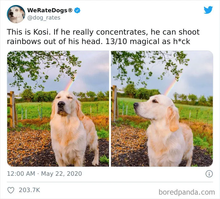 50 Times People Asked To Rate Their Dogs And Got Hilariously Wholesome Results