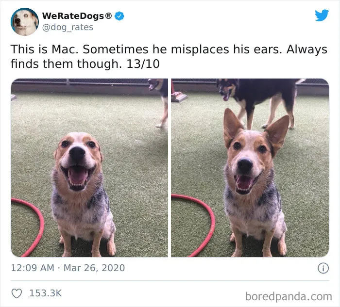 50 Times People Asked To Rate Their Dogs And Got Hilariously Wholesome Results