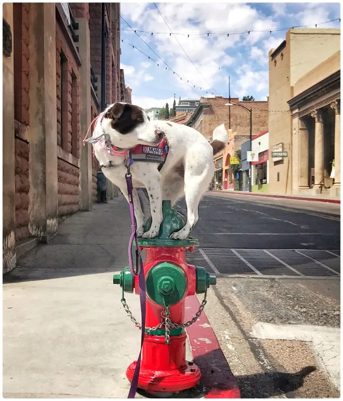 My Dog On This Fire Hydrant In Bisbee, Arizona