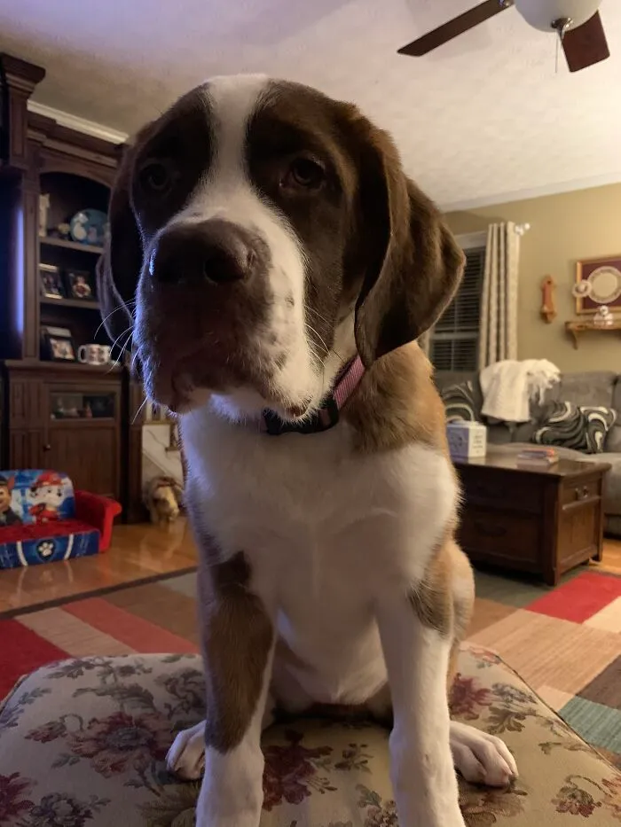 80 Pound Lap Dog