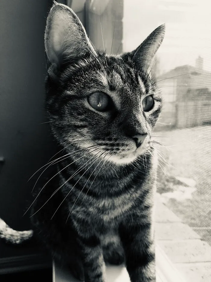 My Cat Tabbers