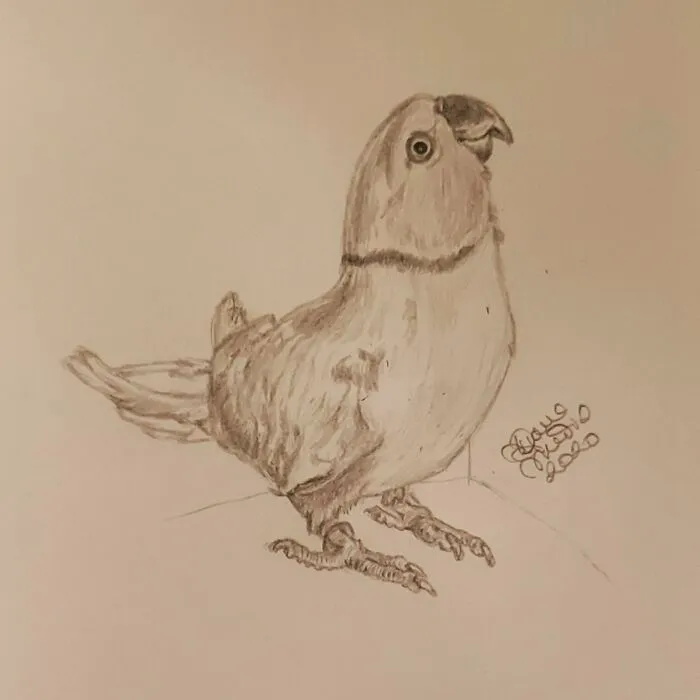 This Smart Yellow Wonder: @twinkietheparrot