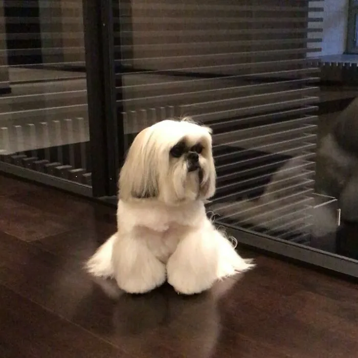 Small white dog with stylish long fur sitting on dark floor, resembling an Instagram-famous dog fashionista and pop star look.