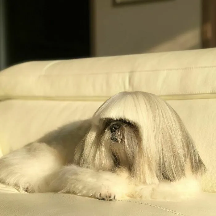 This Instagram-Famous Dog Fashionista Looks Like A Pop Star (47 Pics)