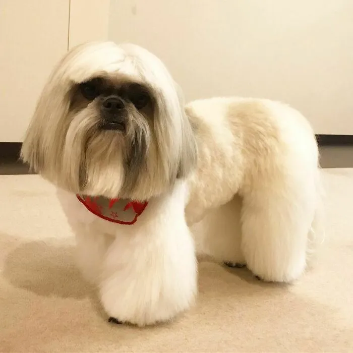 This Instagram-Famous Dog Fashionista Looks Like A Pop Star (47 Pics)