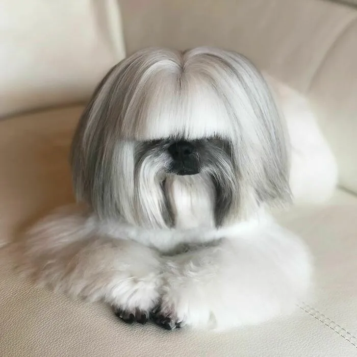 This Instagram-Famous Dog Fashionista Looks Like A Pop Star (47 Pics)