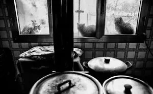 Cats Love Windows, Here Are My 60 Photos That Capture That