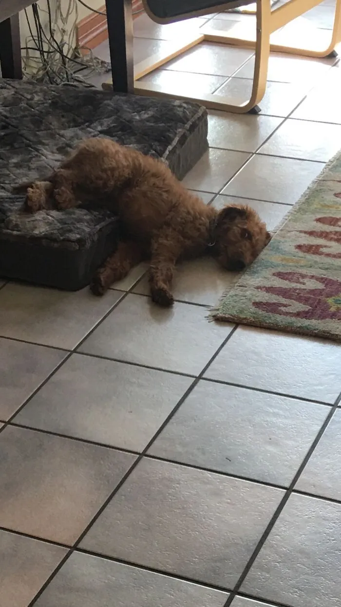 My Puppy
