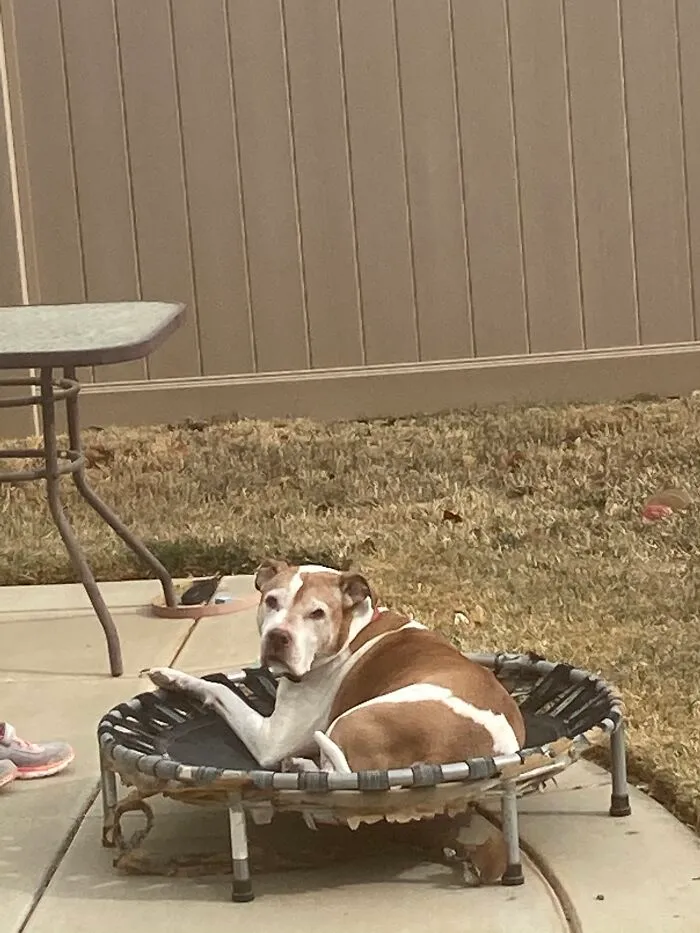 Not The Prettiest, He’s 10 And I Swear That Trampoline Won’t Break 😂