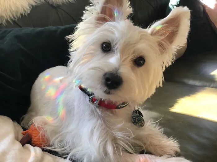 Rainbow Dog