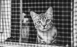 Cats Love Windows, Here Are My 60 Photos That Capture That