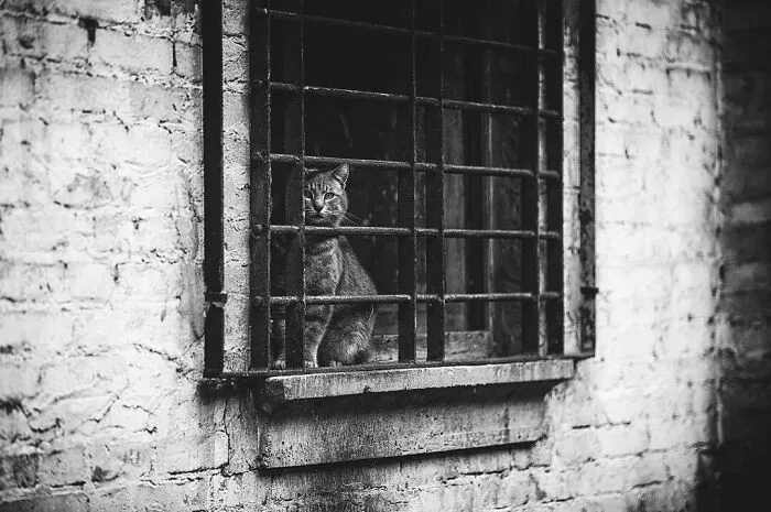Cats Love Windows, Here Are My 60 Photos That Capture That