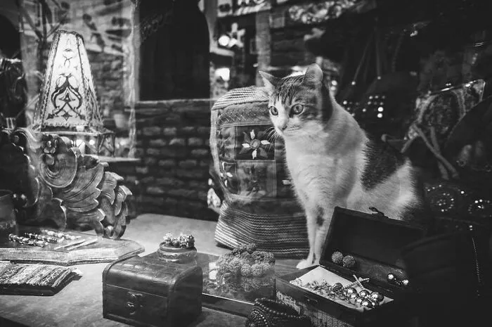 Cats With Careers: At The Jewelry...