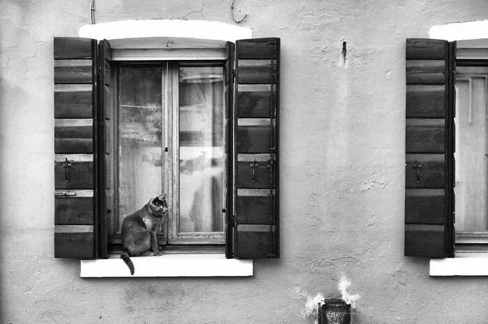 Cats Love Windows, Here Are My 60 Photos That Capture That