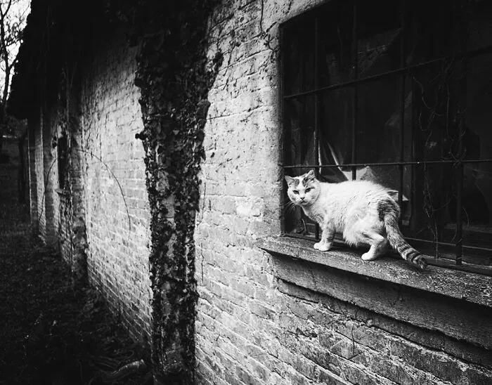 Cats Love Windows, Here Are My 60 Photos That Capture That