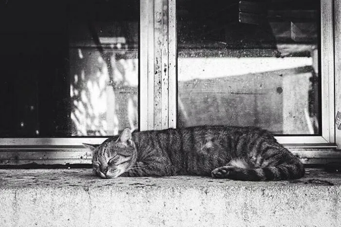 Sweet Dreams