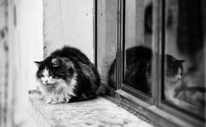 Cats Love Windows, Here Are My 60 Photos That Capture That