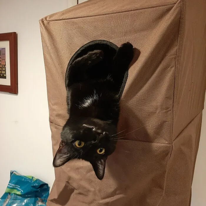 Bat Cat!