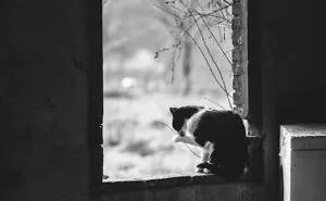 Cats Love Windows, Here Are My 60 Photos That Capture That