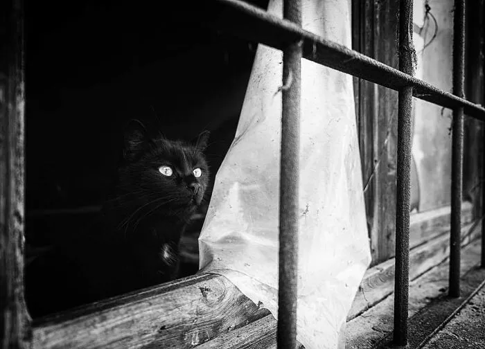 Cats Love Windows, Here Are My 60 Photos That Capture That