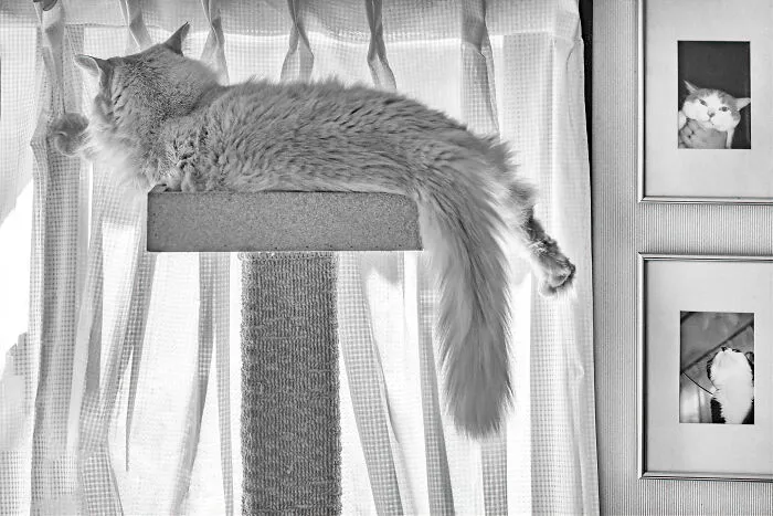 There Aren't Enough Black And White Photographs Of Cats, Nor Can There Be, So Here Are Mine