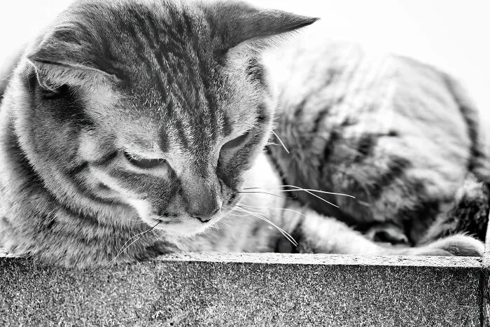 There Aren't Enough Black And White Photographs Of Cats, Nor Can There Be, So Here Are Mine