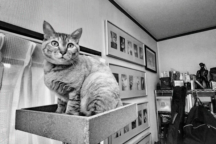 There Aren't Enough Black And White Photographs Of Cats, Nor Can There Be, So Here Are Mine