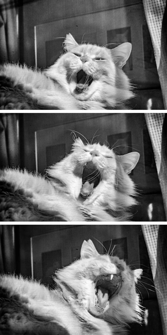 There Aren't Enough Black And White Photographs Of Cats, Nor Can There Be, So Here Are Mine