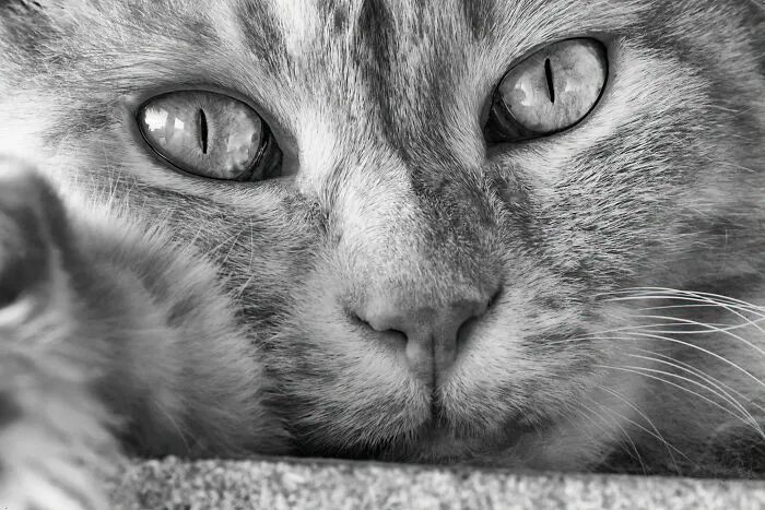 There Aren't Enough Black And White Photographs Of Cats, Nor Can There Be, So Here Are Mine