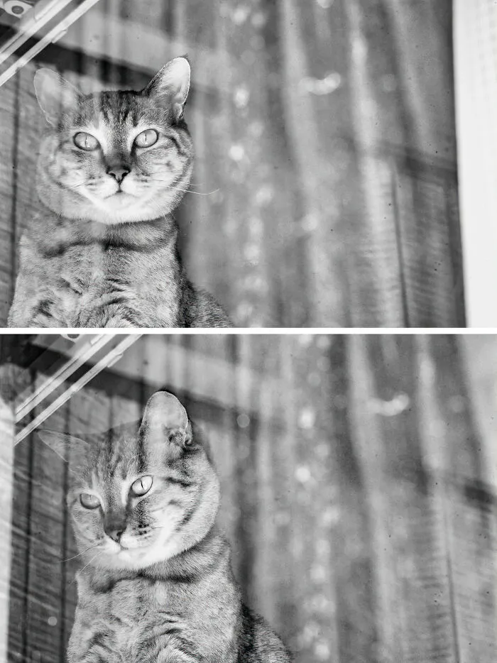There Aren't Enough Black And White Photographs Of Cats, Nor Can There Be, So Here Are Mine
