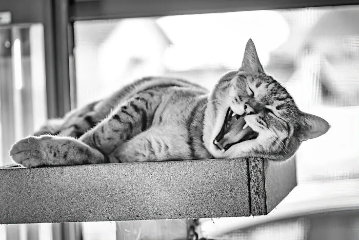There Aren't Enough Black And White Photographs Of Cats, Nor Can There Be, So Here Are Mine