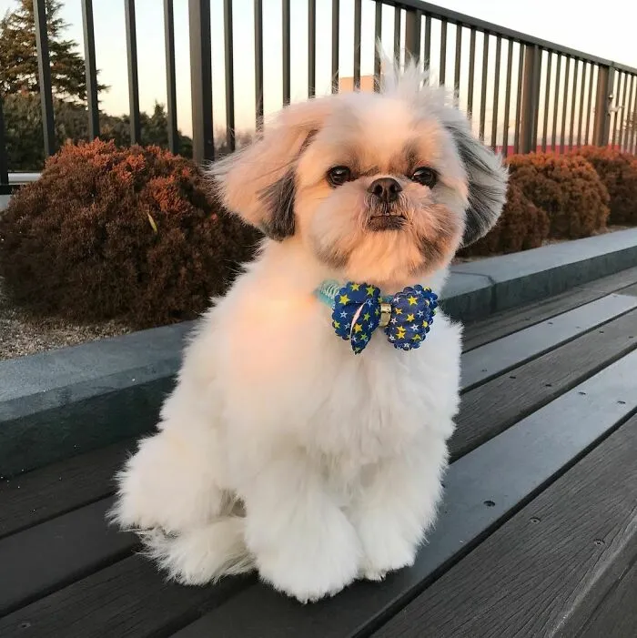 This Instagram-Famous Dog Fashionista Looks Like A Pop Star (47 Pics)