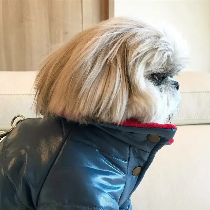 This Instagram-Famous Dog Fashionista Looks Like A Pop Star (47 Pics)