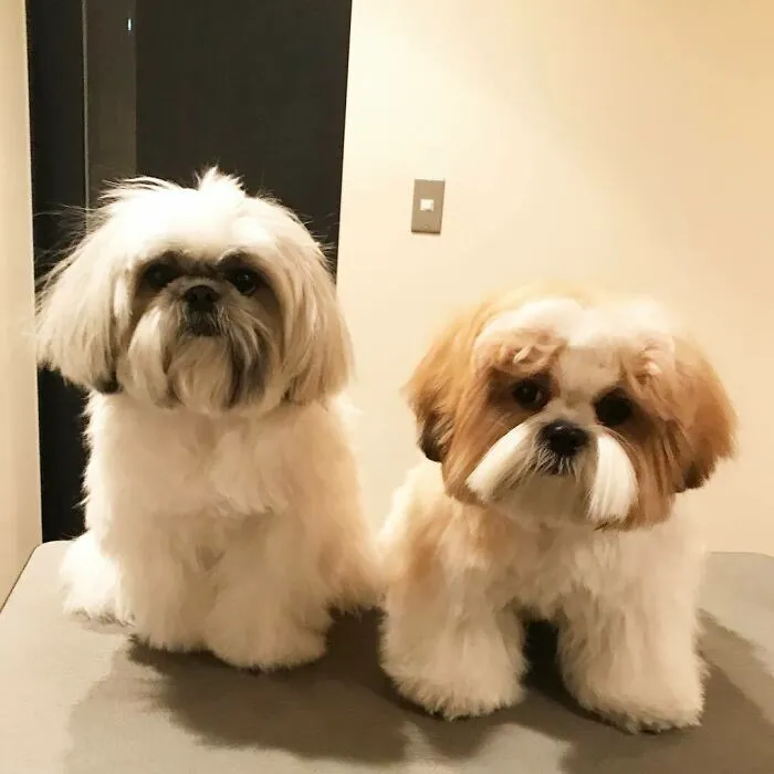 Two fluffy dogs styled as Instagram-famous dog fashionistas posing indoors with trendy groomed fur.