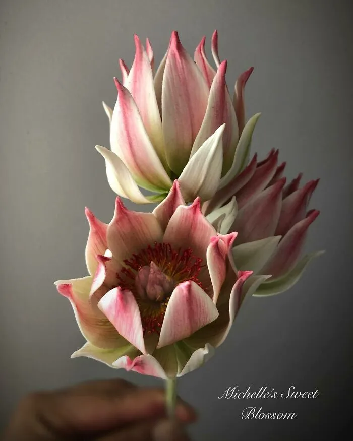 Award-Winning Australian Confectioner Creates Stunning Sugar Flowers (76 Pics)