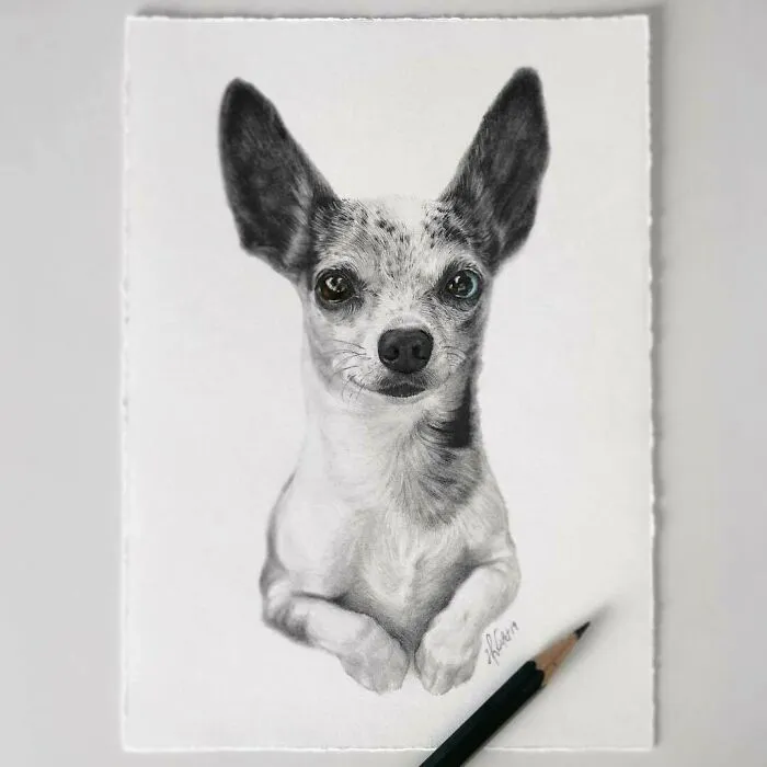 Artist Makes Realistic Pet Portraits Using Only A Pencil, Here Are The Best 49 Works